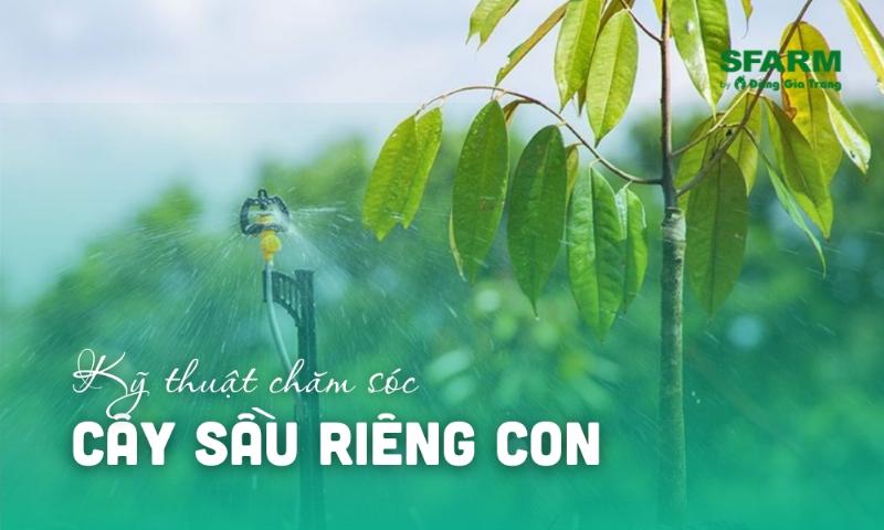 Cây sầu riêng con phát triển tốt nhờ quy trình chăm sóc đúng kỹ thuật.